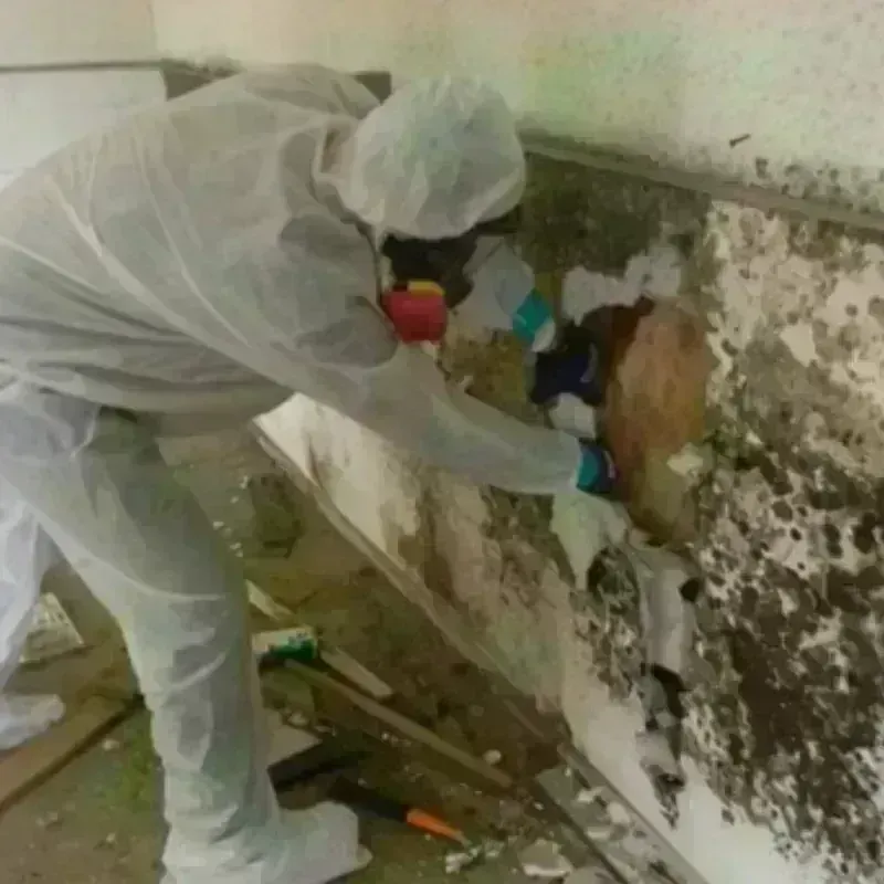 Mold Remediation and Removal in Scottsboro, AL